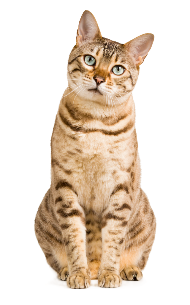 brown tabby cat sitting with head tilted to the side